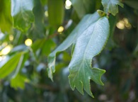 423956241 Dichotomically-branched Camellia leaf